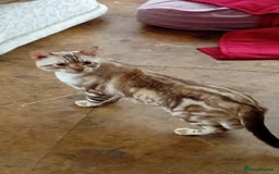 Bengal cats for sale: 1 Boy left, REDUCED. ready this halloween - Image 16