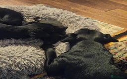 Patterdale Terrier dogs for sale: One female Patterdale Terrier pup - Advert 5