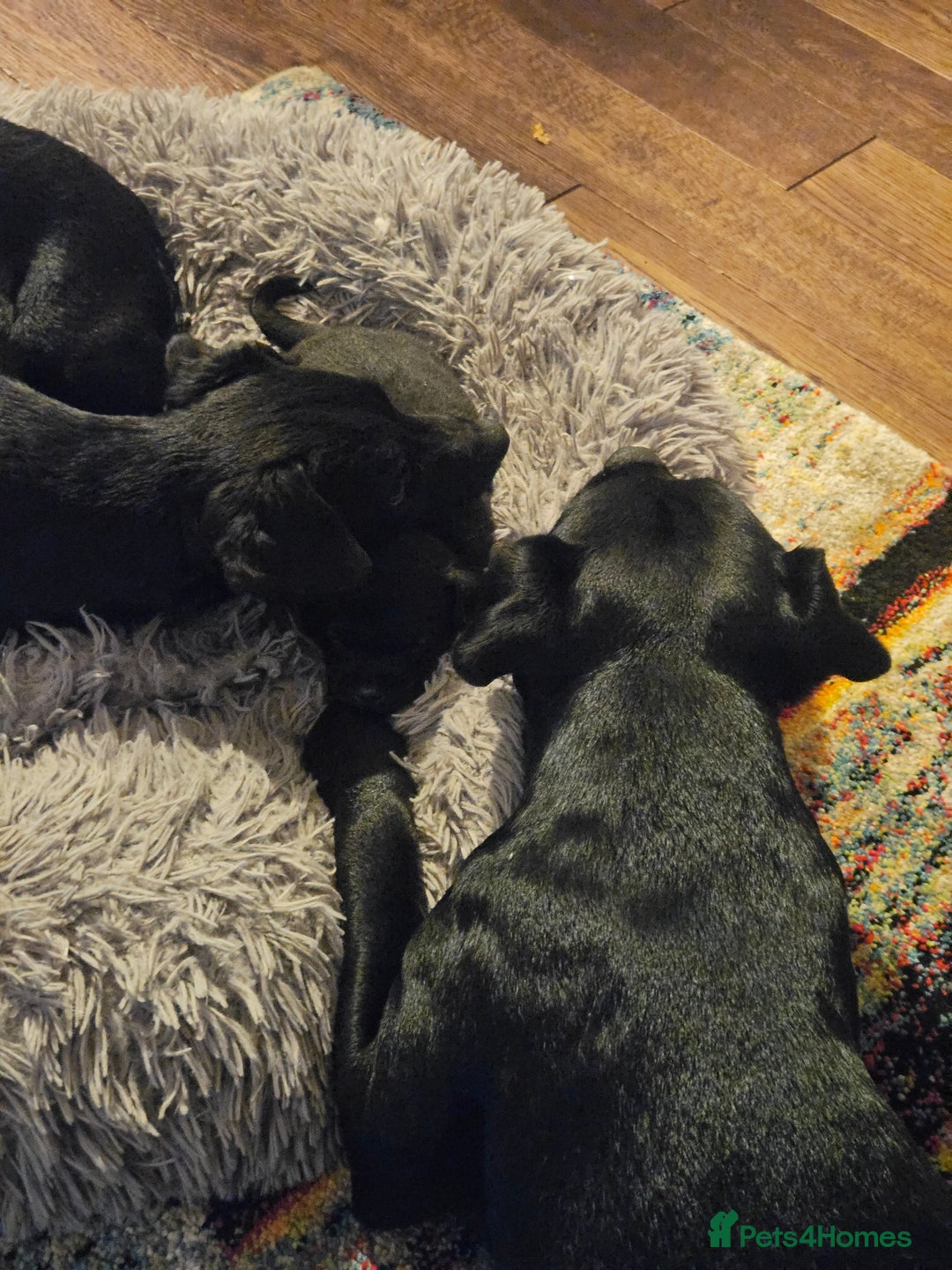 Patterdale Terrier dogs for sale: One female Patterdale Terrier pup - Advert 5