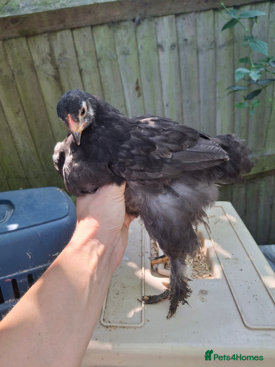 Chickens poultry for sale: Brahma young hens  - Image 3