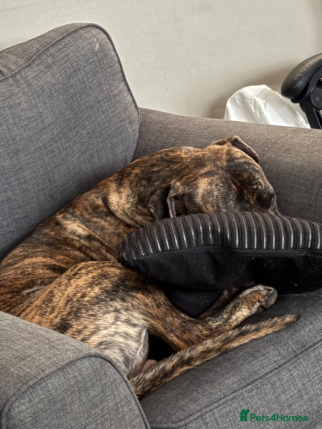 Mixed Breed dogs for sale: Bailey the staffy cross - Advert 2