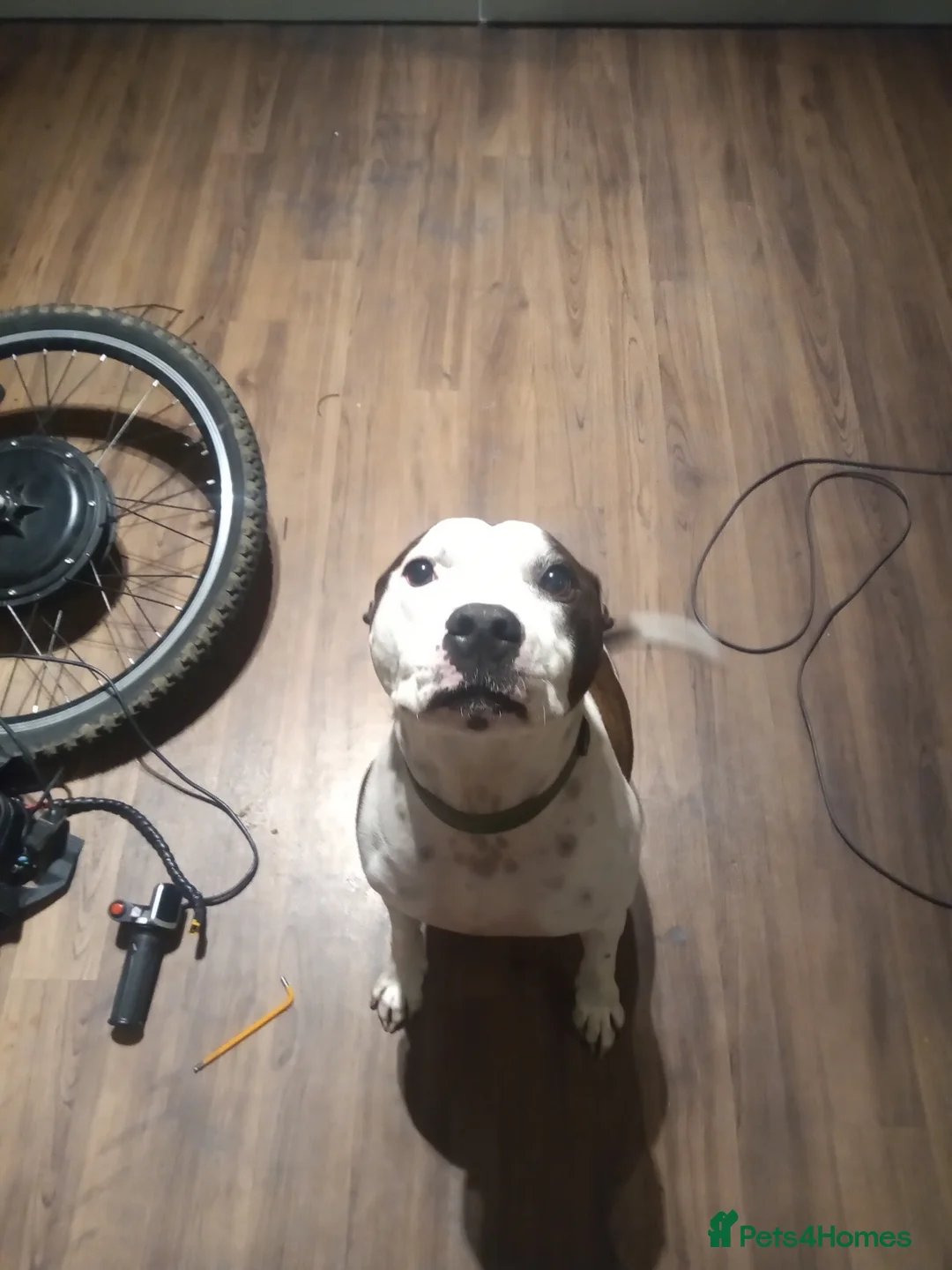 Mixed Breed dogs for sale: Bruno In Need Of Forever Home *Very Friendly*  - Advert 2