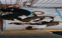 Border Collie dogs for sale: Border collie puppies  - Image 6