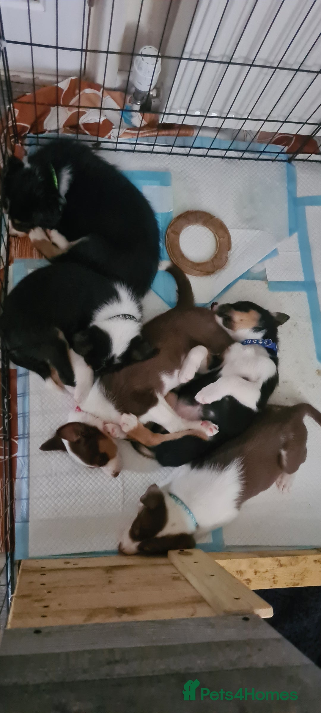 Border Collie dogs for sale: Border collie puppies  - Image 6