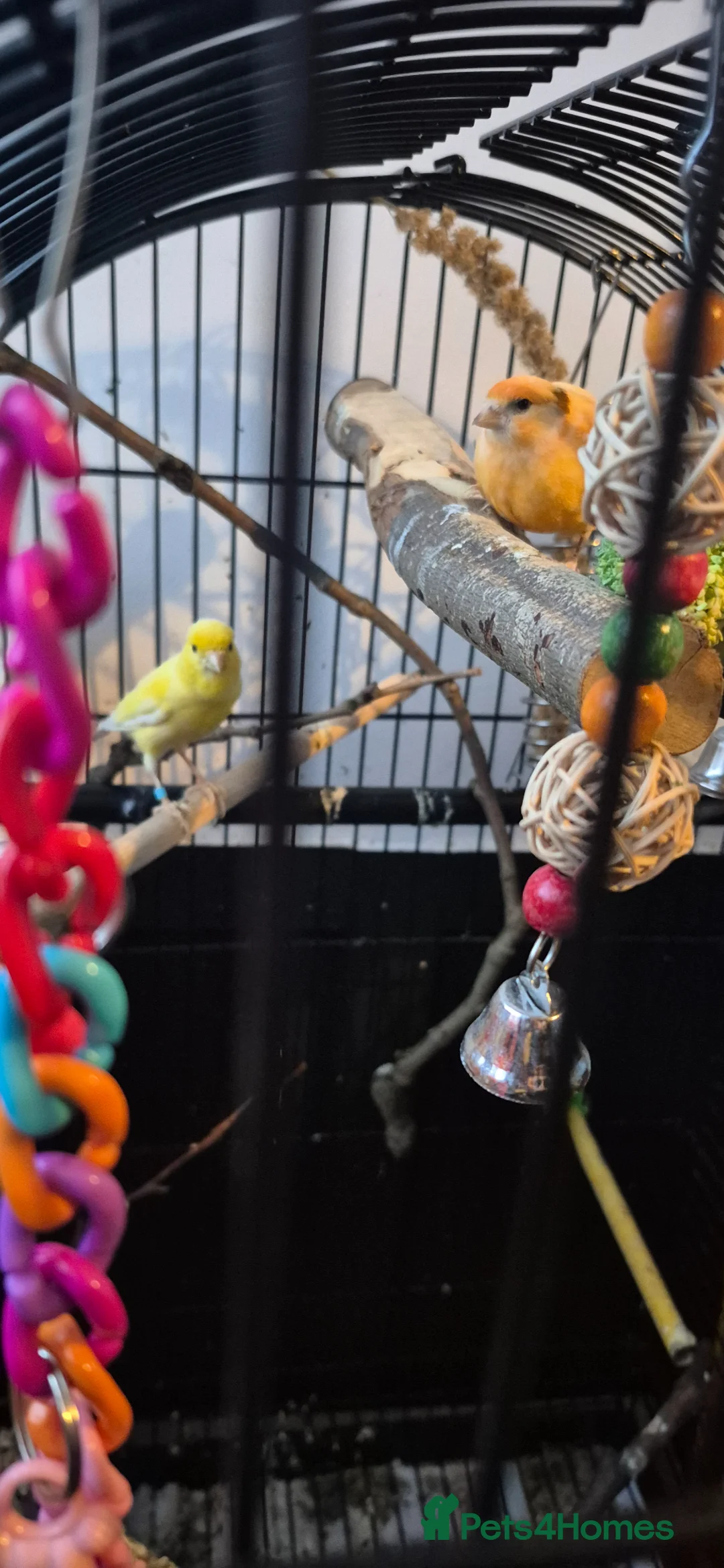 Canaries birds for sale: 2 irish fancy canaries  - Advert 1