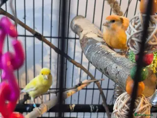 Canaries birds 2 irish fancy canaries - Advert 4