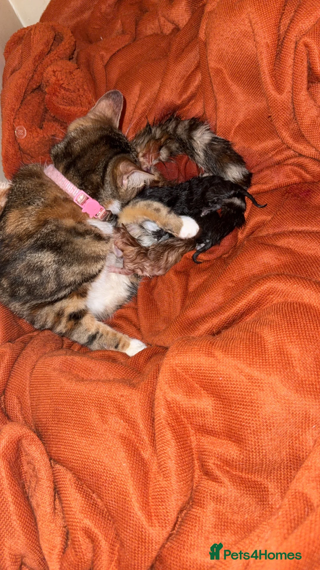 Mixed Breed cats for sale: Black kitten for sale  - Advert 2