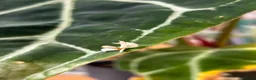 Mixed Breed invertebrates for sale: Various Invertebrates At Urban Exotics  - Advert 14