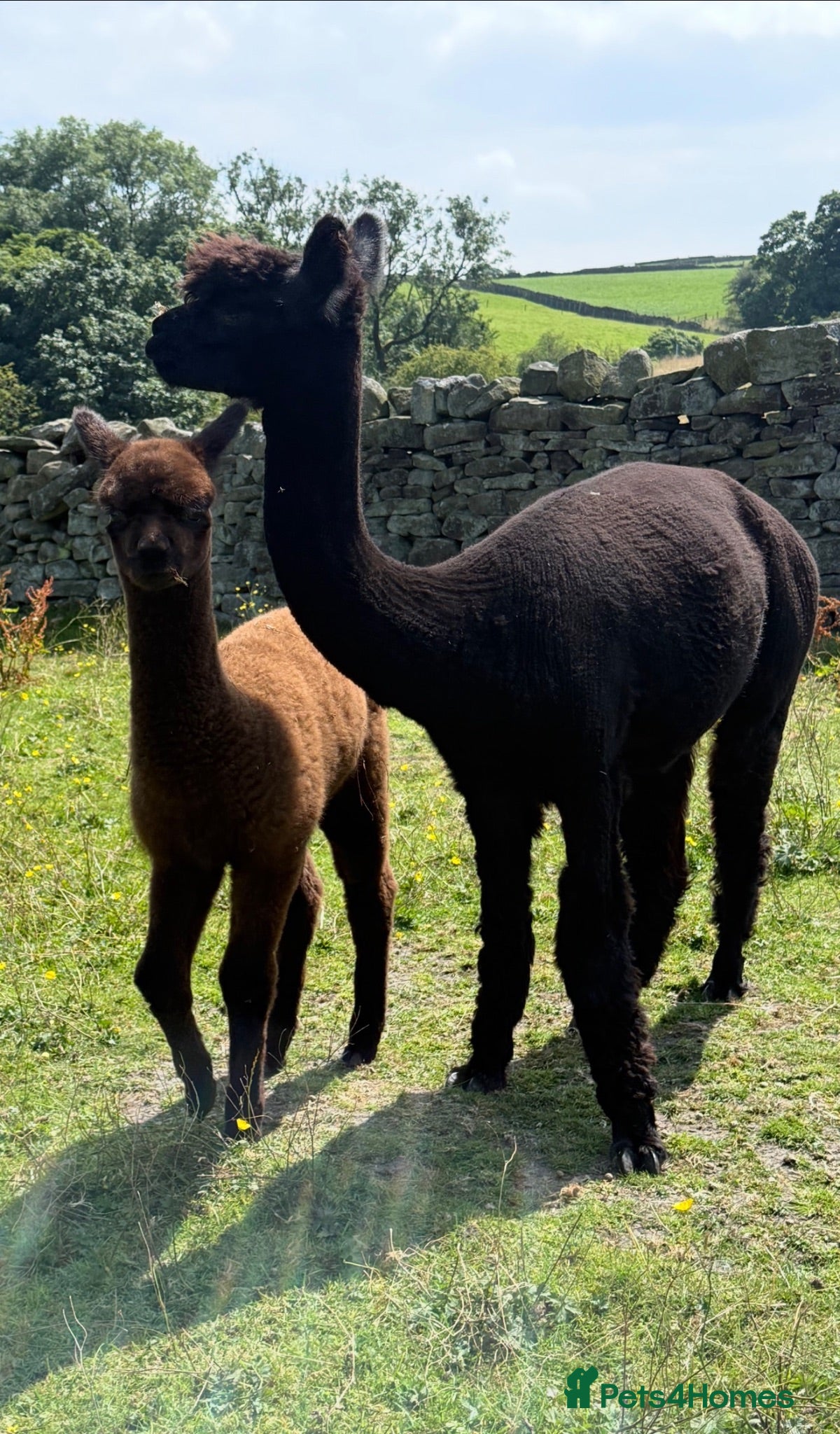Alpaca livestock Pedigree female and cria - Advert 4
