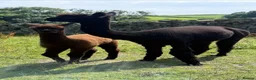 Alpaca livestock for sale: Pedigree female and cria - Advert 1