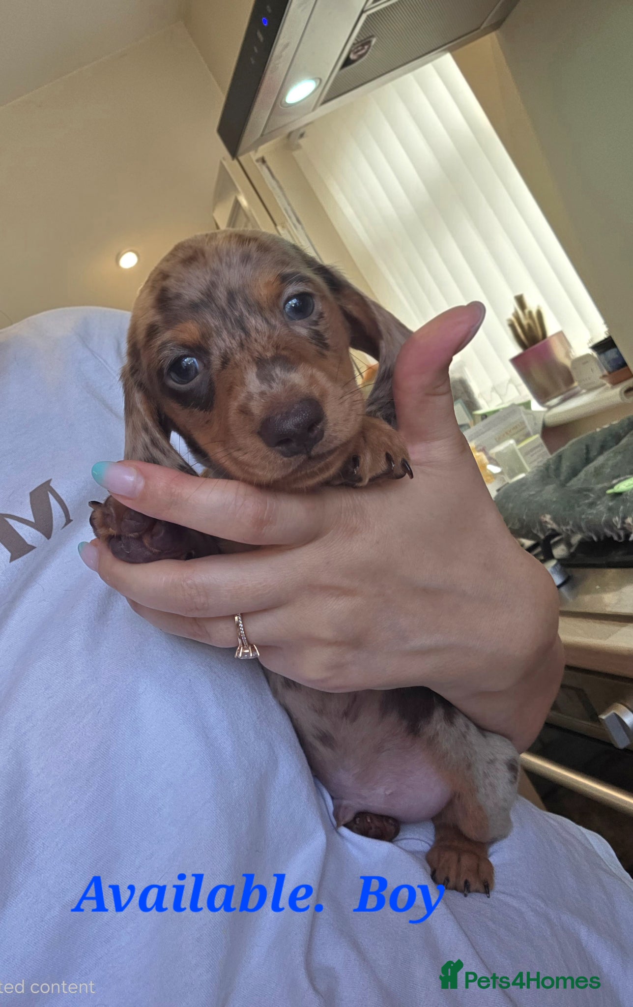 Miniature Dachshund dogs Kc Miniature Dachshunds - Advert 17