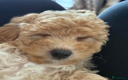 Cavapoo dogs for sale: 1 F2 Cavapoo Puppy Available–Ready for Loving Home - Image 5