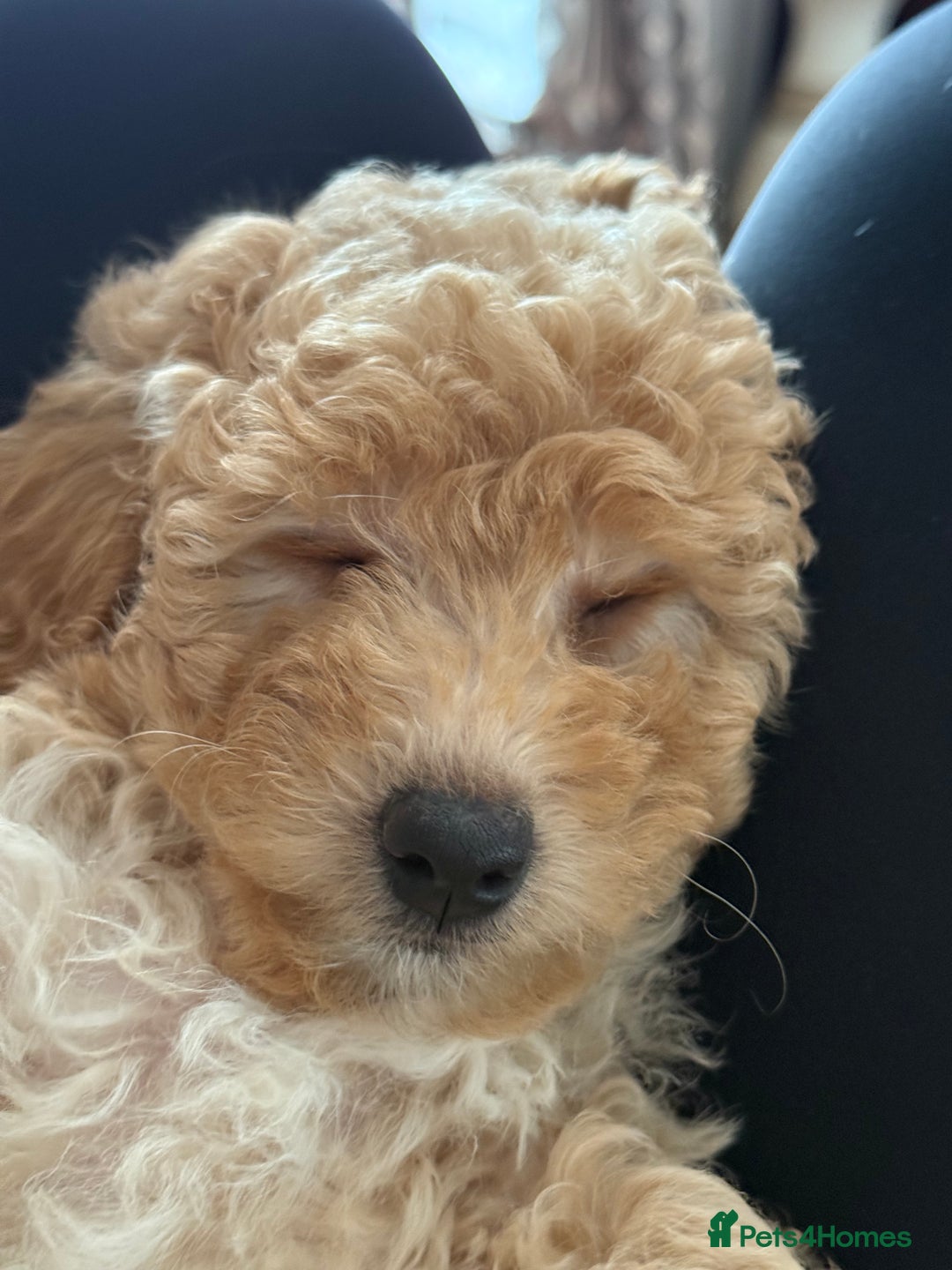 Cavapoo dogs for sale: 1 F2 Cavapoo Puppy Available–Ready for Loving Home - Image 5