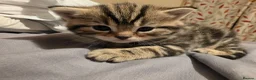 Mixed Breed cats for sale: Tabby kittens - Advert 6