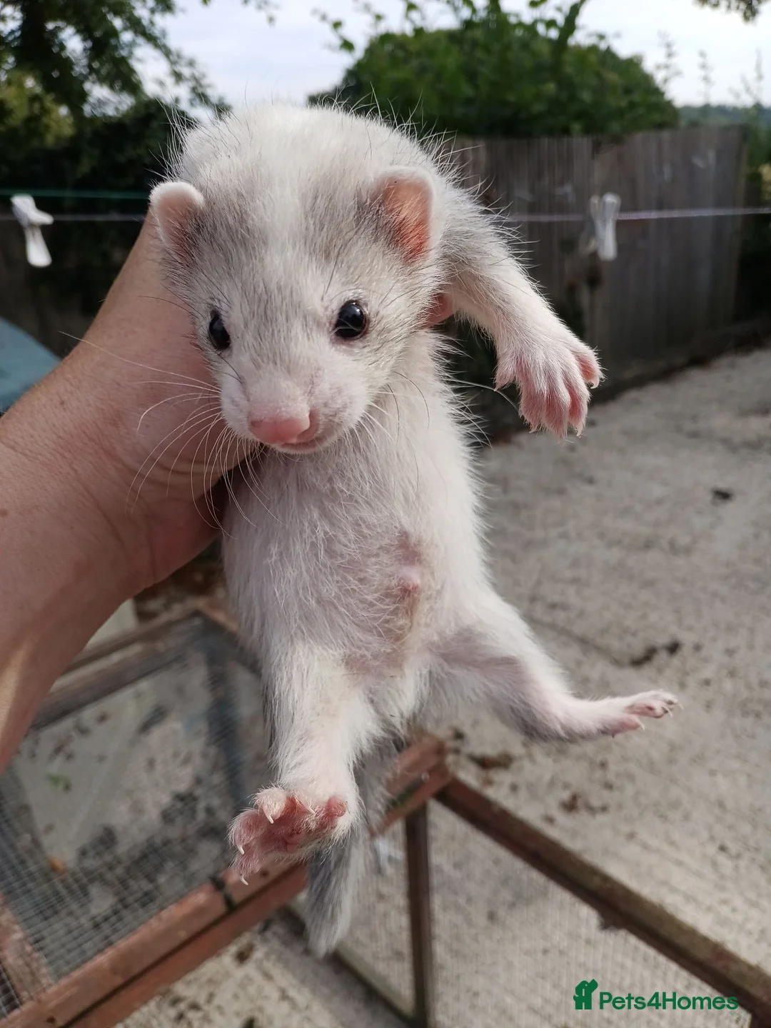 Ferret rodents for sale: Micro x semi angora  - Advert 21