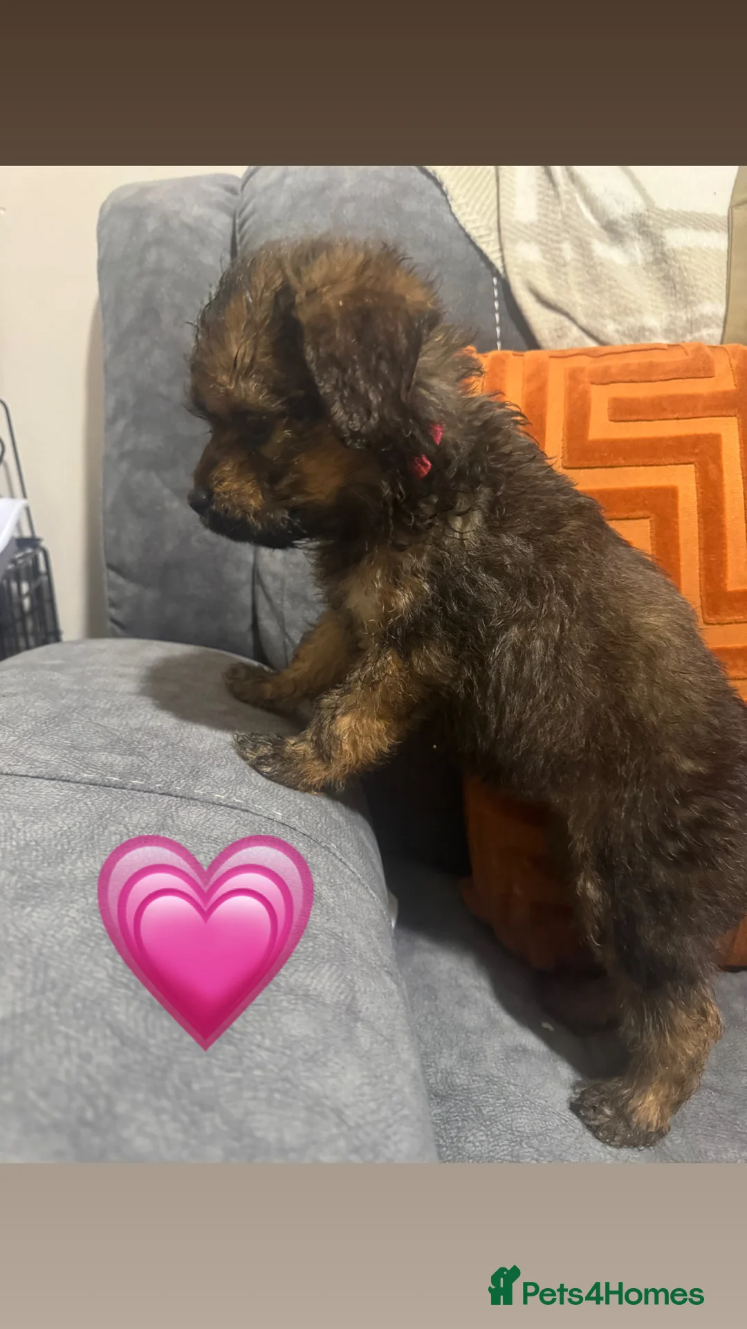 Mixed Breed dogs for sale: Rottweiler cross puppies - Advert 6