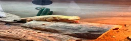 Bearded Dragon reptiles for sale: Bearded dragon  in Aylesbury - Advert 2