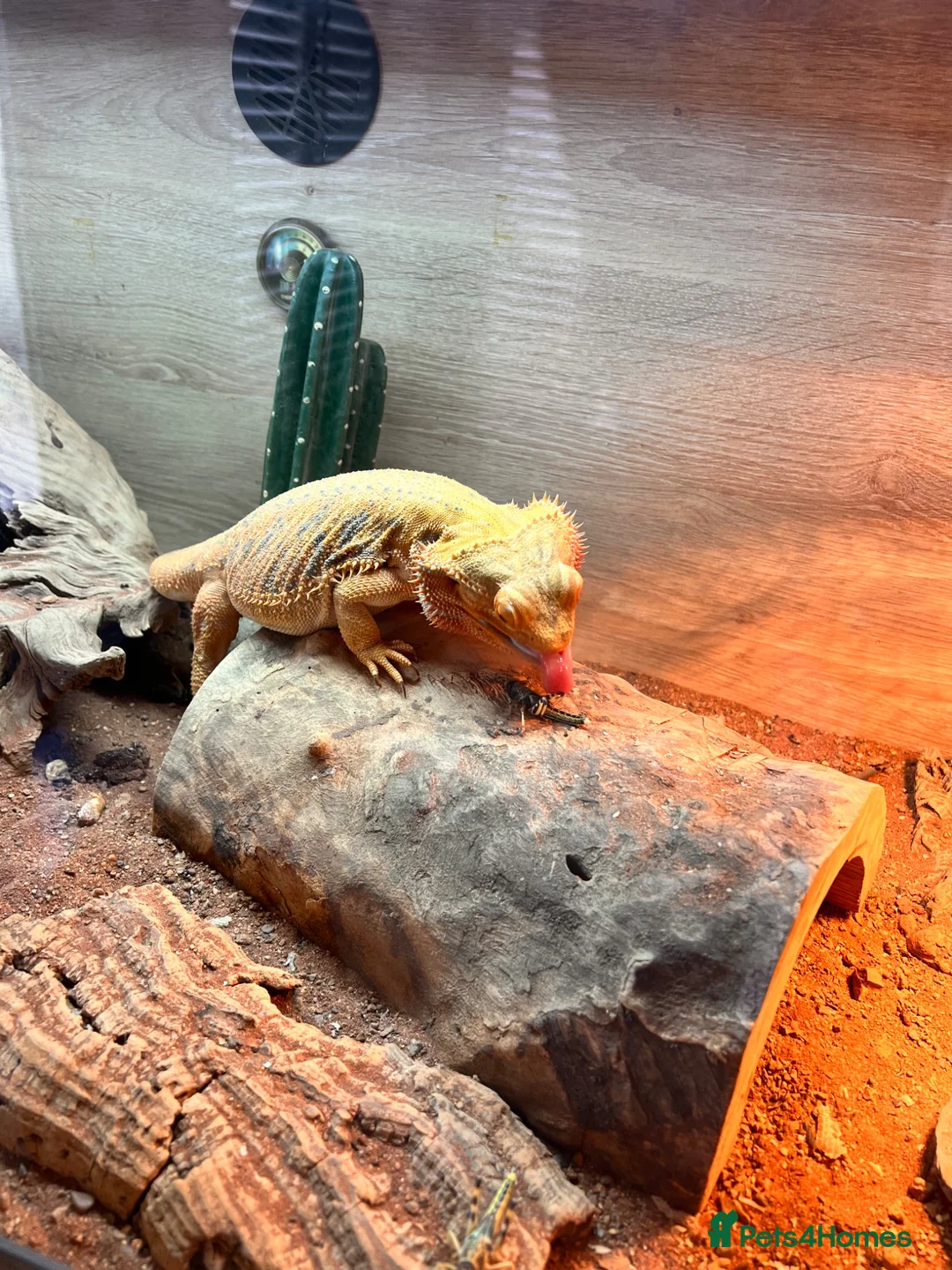 Bearded Dragon reptiles for sale: Bearded dragon  in Aylesbury - Advert 2