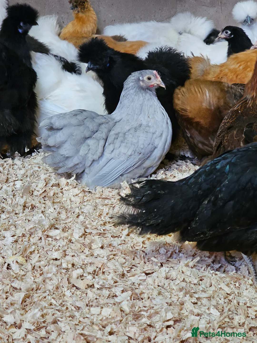 Chickens poultry for sale: Pure breed bantams and large fowl - Advert 3