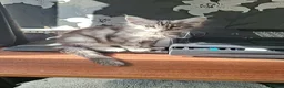 Maine Coon cats for sale: “Stunning” Maine Coon Kittens Ready to Leave Now - Advert 5