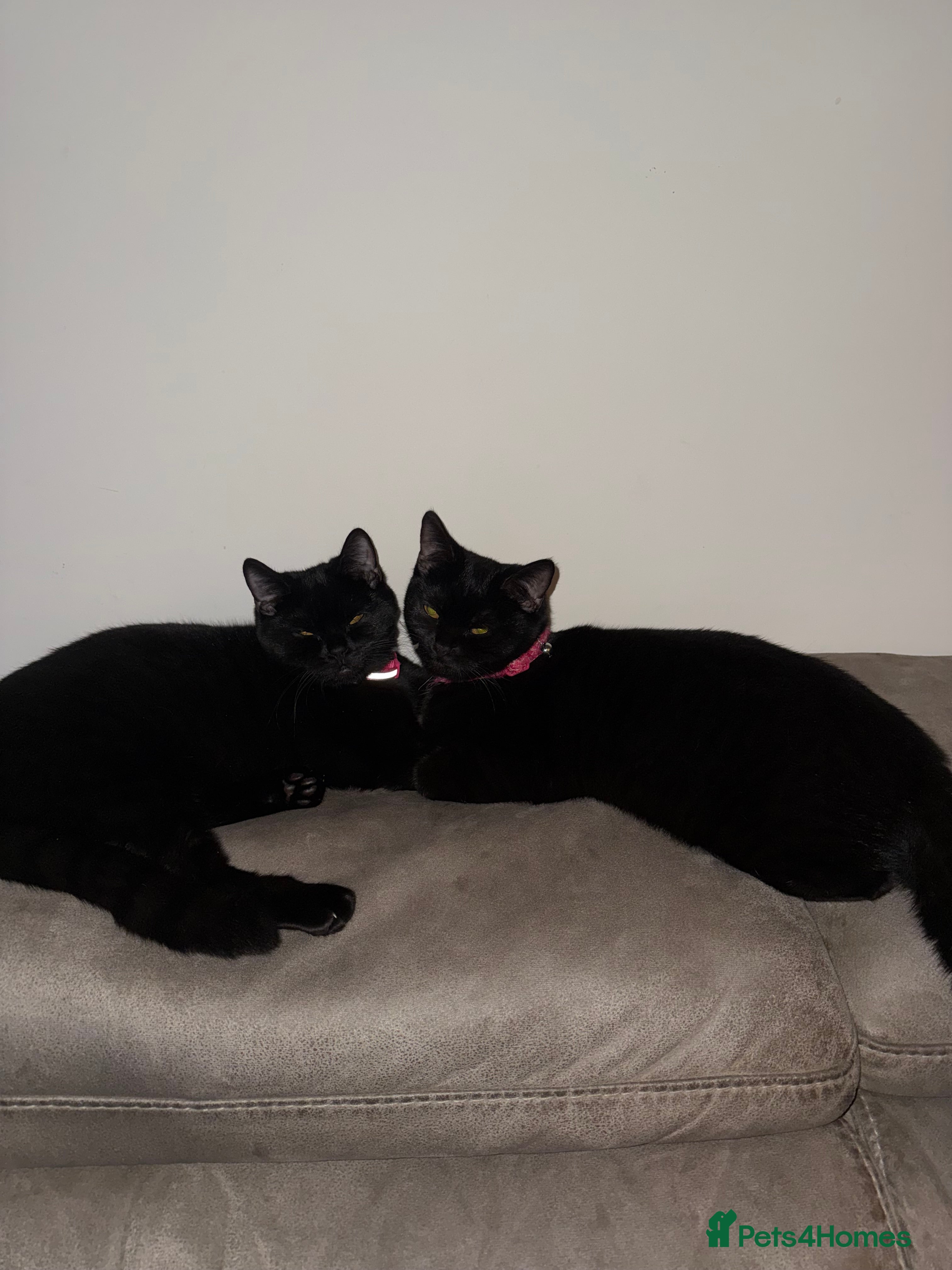 Mixed Breed cats Two beautiful black female kittens  - Advert 2