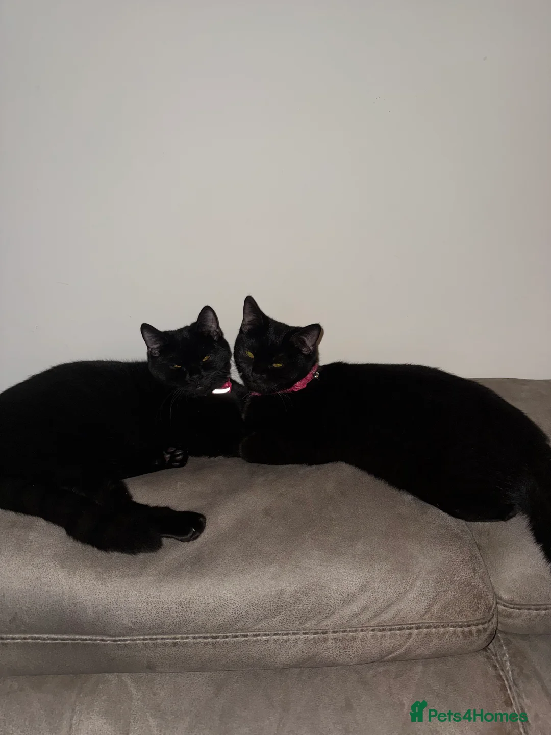 Mixed Breed cats for sale: Two beautiful black female kittens  - Advert 1