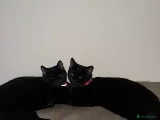 Mixed Breed cats Two beautiful black female kittens - Advert 1