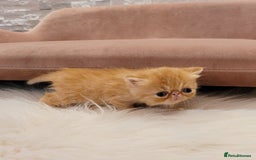 Exotic cats for sale: Supreme Quality Exotics - TICA reg - Image 4