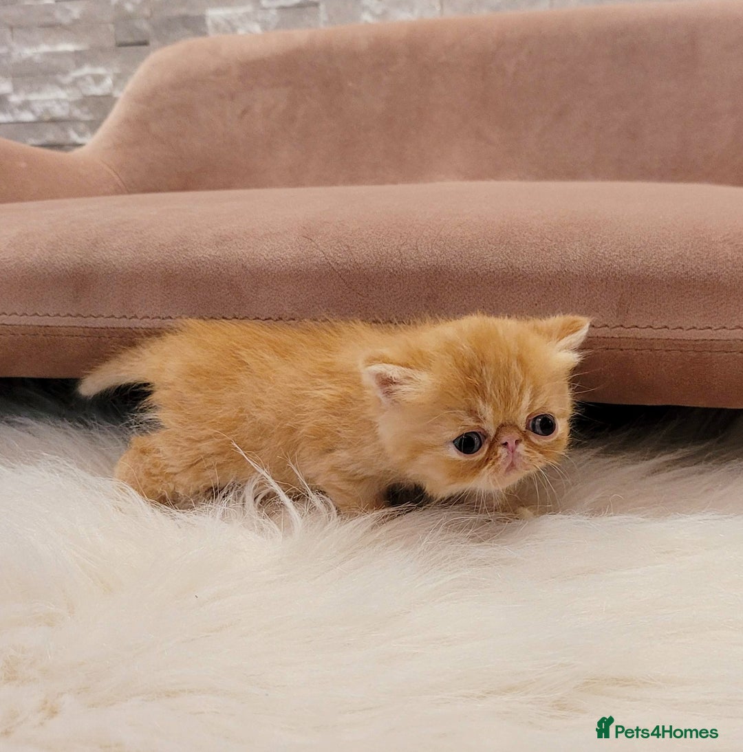 Exotic cats for sale: Supreme Quality Exotics - TICA reg - Image 4