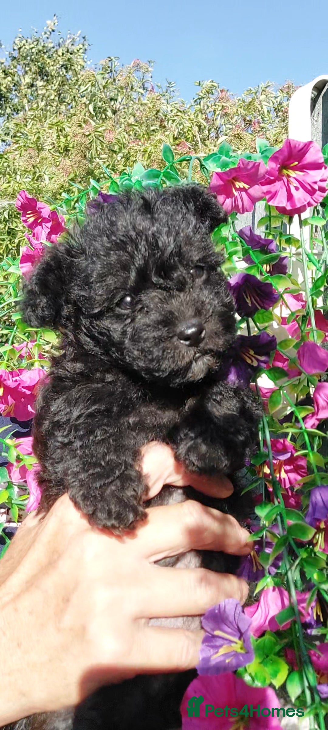 Poodle dogs for stud: Miniature poodle x norwich terrier - Image 9