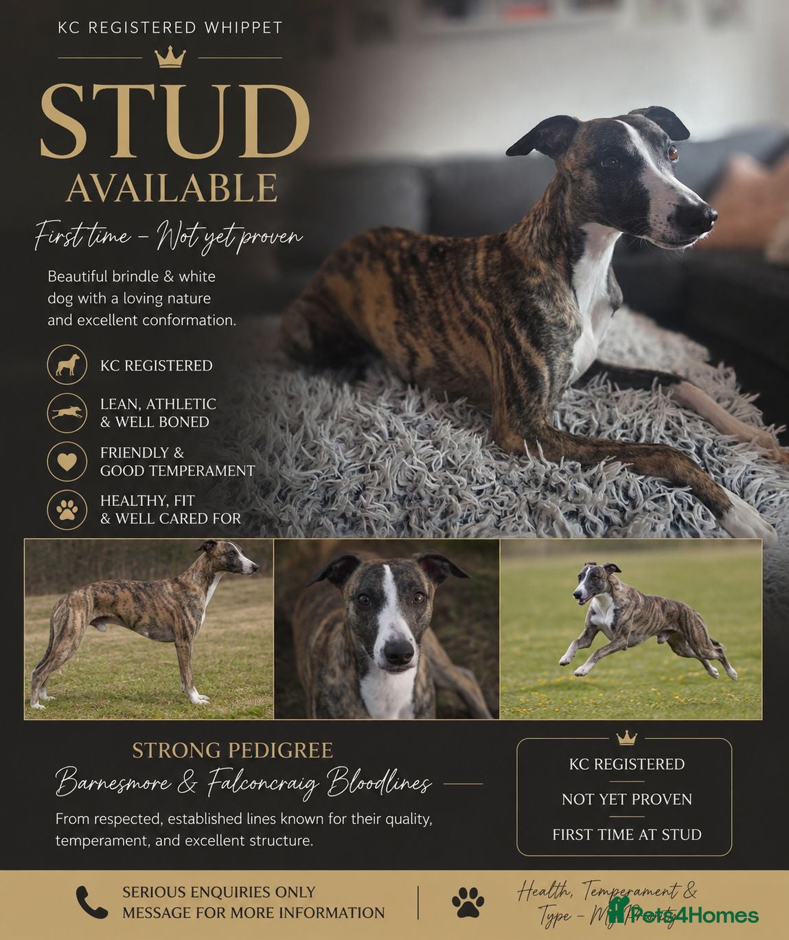 Whippet dogs Barney - Advert 1