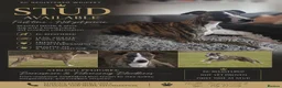 Whippet dogs for stud: Barney - Advert 1