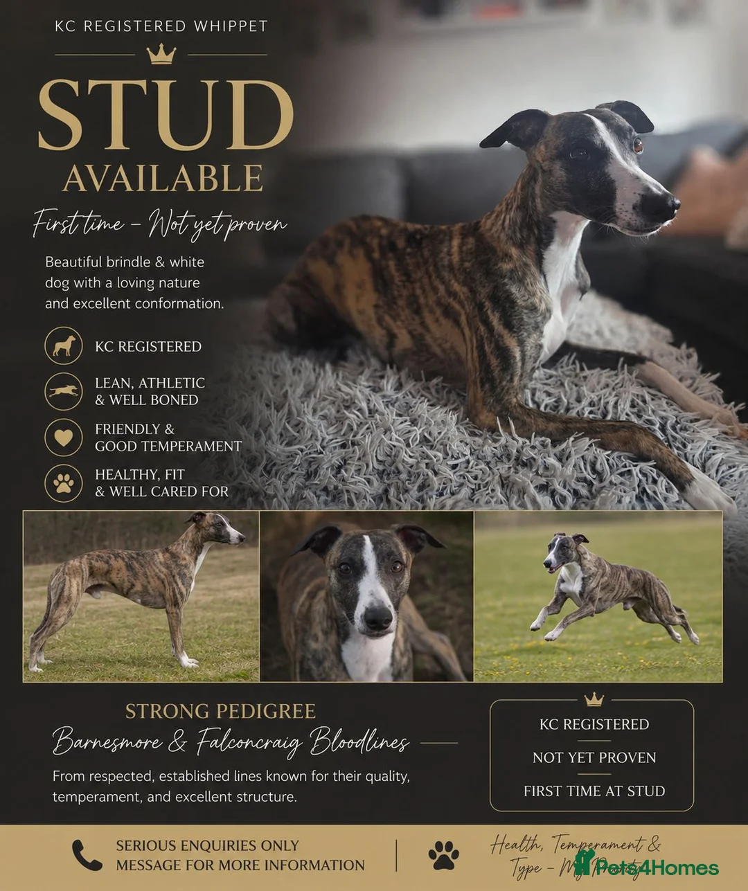 Whippet dogs for stud: Barney - Advert 1