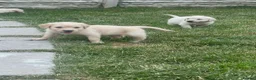 Golden Retriever dogs for sale: Quality golden retrievers  - Advert 23