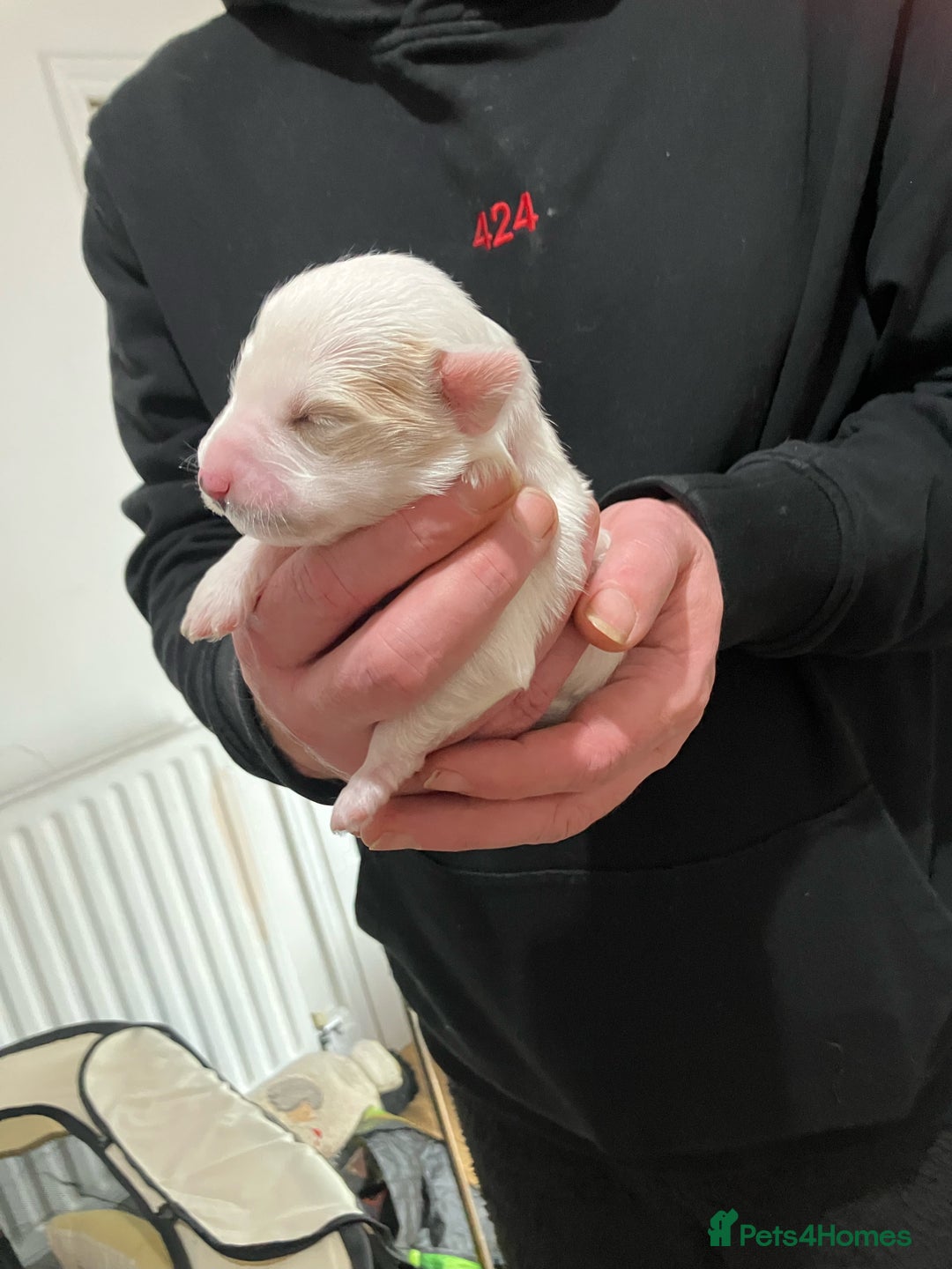 Tibetan Terrier dogs for sale: Tibetan Terrier puppies for sale - Advert 10