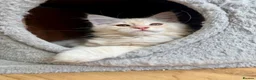 Maine Coon cats for sale: READY TO LEAVE Top quality Maine coon kittens - Advert 23