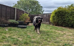 Caucasian Shepherd Dog dogs for adoption: Aslan in Cheltenham - Advert 5