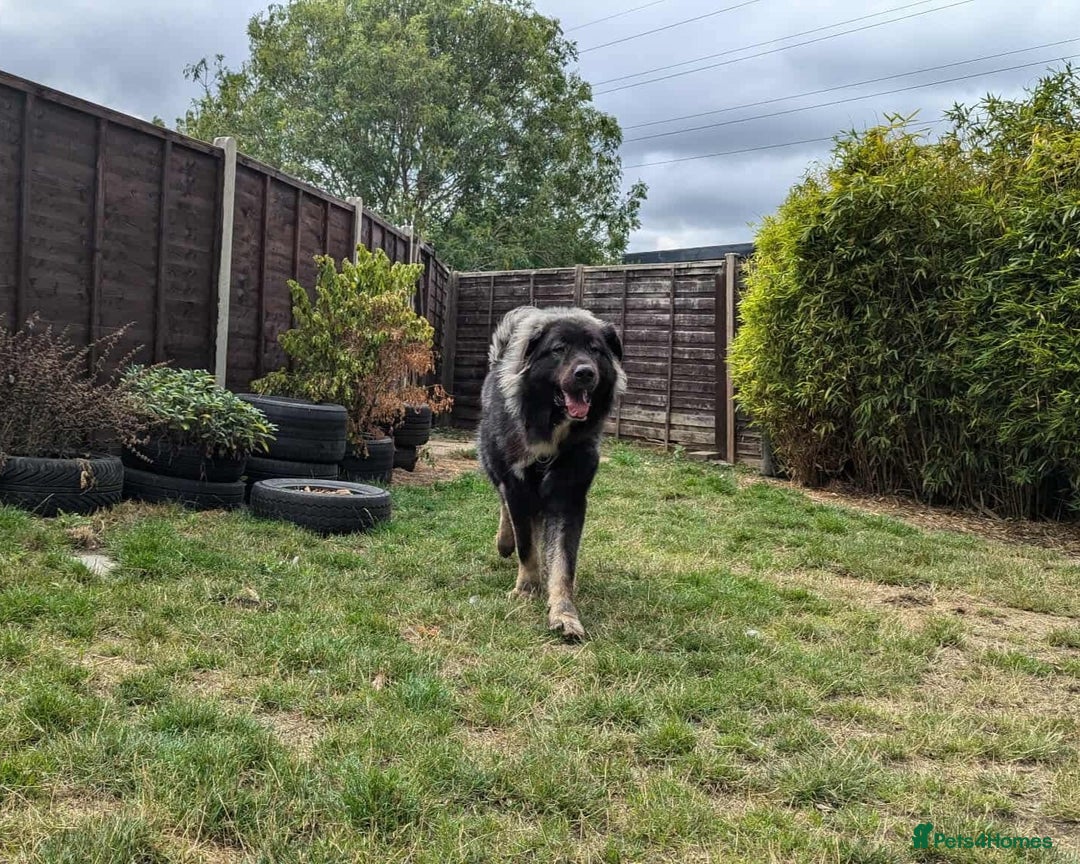 Caucasian Shepherd Dog dogs for adoption: Aslan in Cheltenham - Advert 5