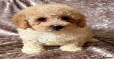 Maltipoo dogs - Advert 10