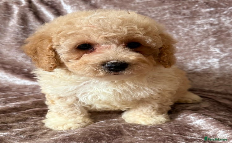 Maltipoo dogs - Advert 4
