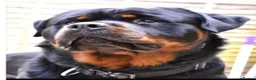 Rottweiler dogs for sale: Rottweiler Kc Reg puppies  - Advert 5