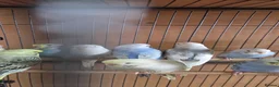 Budgerigars birds for sale: Baby buddies for sale - Advert 4
