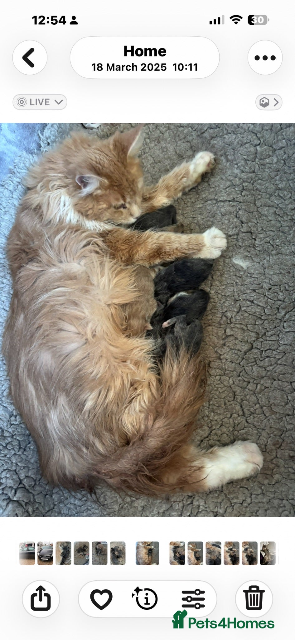 Maine Coon cats GCCF Registered Maine Coons - Advert 2