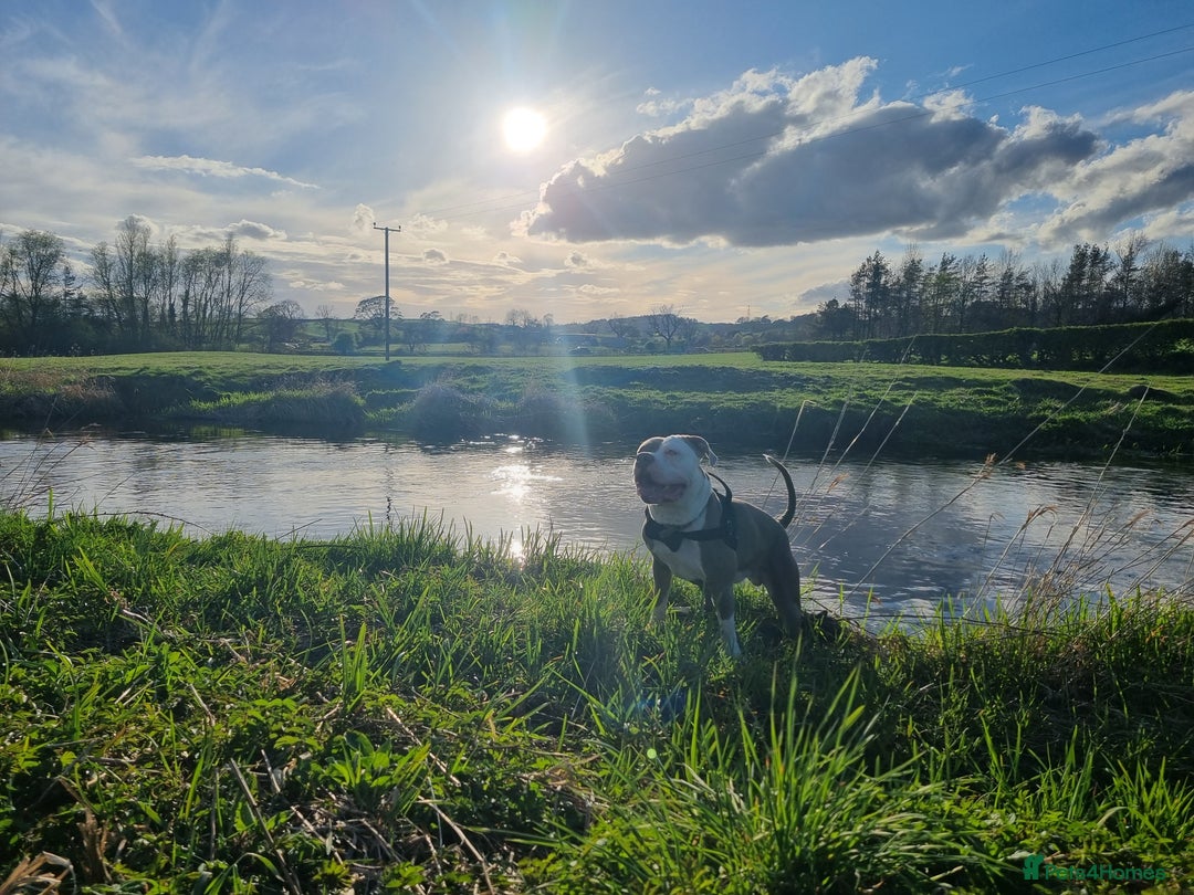 American Bulldog dogs for stud: 2 year old American Bulldog for stud - Advert 4