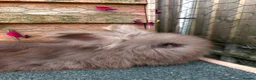 Angora rabbits for sale: pedigree english angoras  - Advert 7