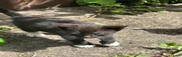 Mixed Breed cats for sale: 5 adorable kittens waiting for a good homes - Advert 8