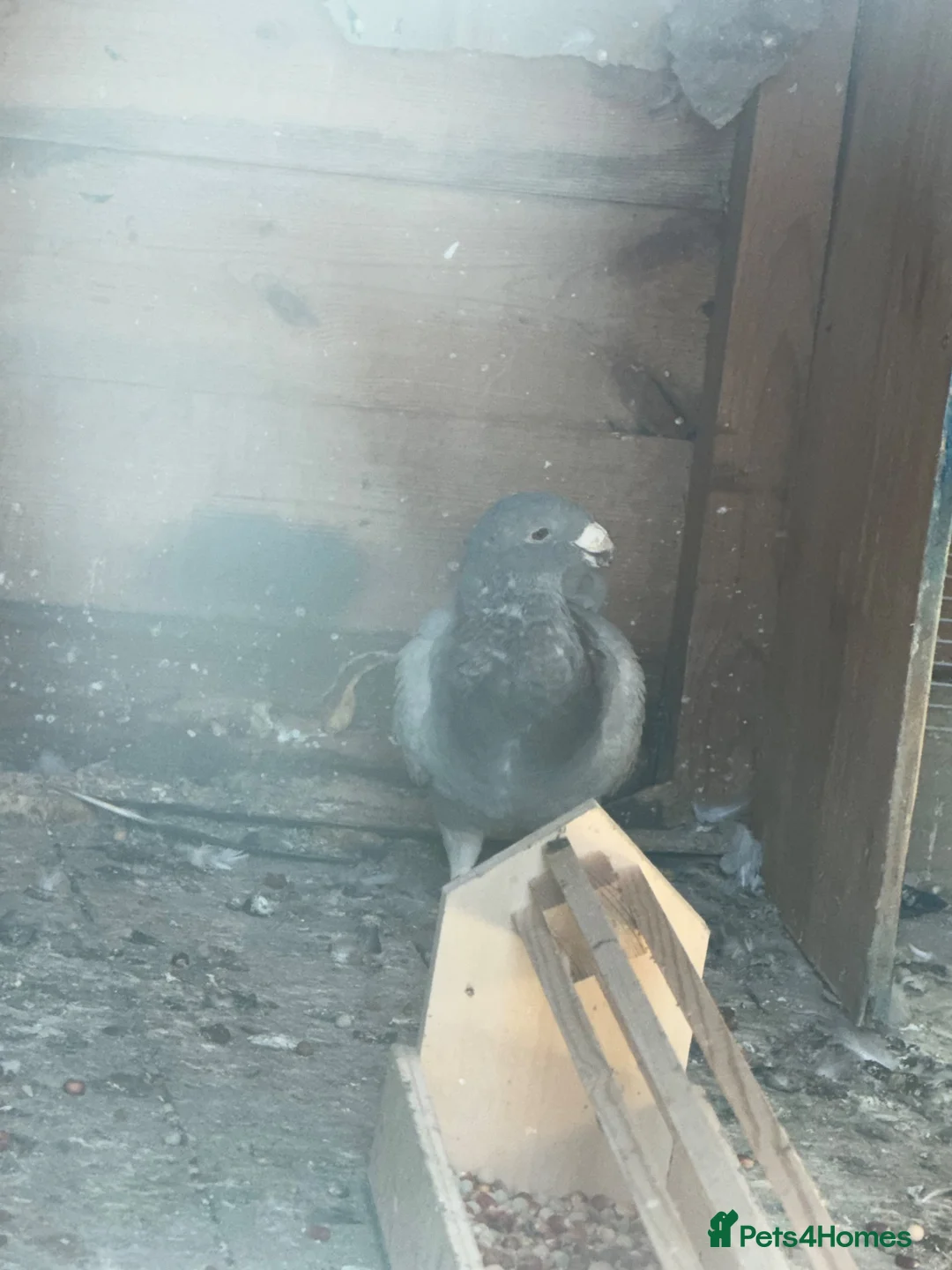Pigeons birds for sale: German beauty for sale  - Advert 3