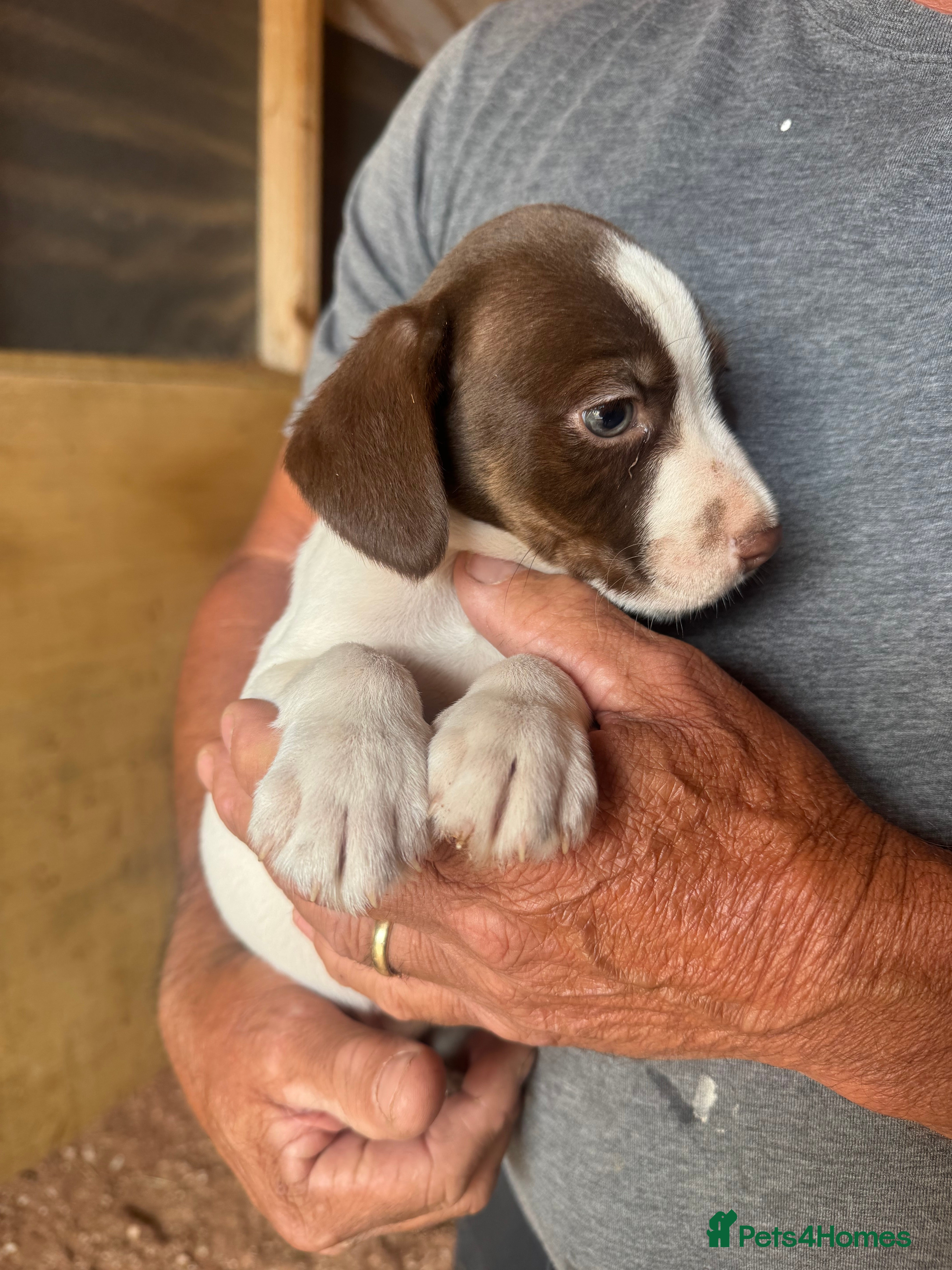 Mixed Breed dogs for sale: Cocker jacks for sale  - Advert 6