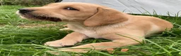 Labrador Retriever dogs for sale: Outstanding KC Registered Fox Red Labrador Puppies - Advert 10