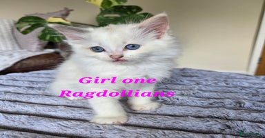 Ragdoll cats - Advert 5